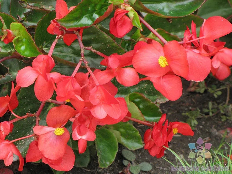 25+ Dragon Wing Begonia Seeds for Garden Planting – USA – FREE SHIPPING!