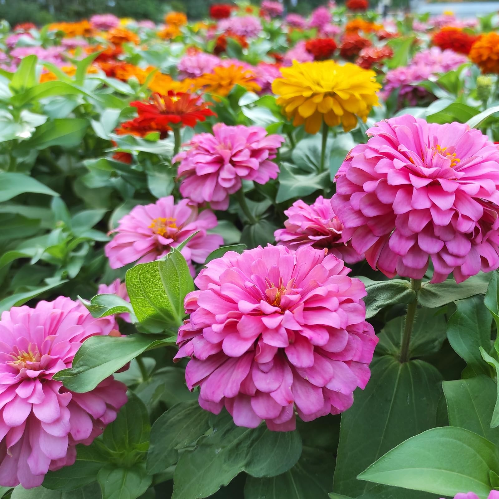 Zinnia Seeds for 2026, California Giant Zinnia Seeds Bulk, 10,000+ Double Dah…