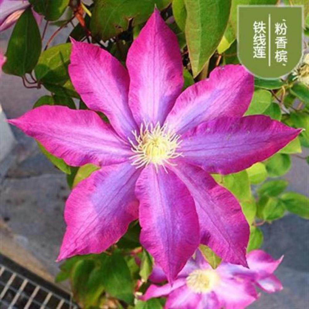 25pc CLEMATIS SEEDS Garden Plant Flower vine climber USA seller FREE shipping