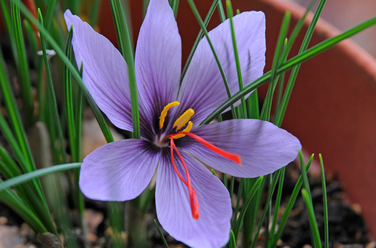 Saffron Crocus 10 Bulbs – Crocus Sativus – Easy Grow Flower Bulbs Kit