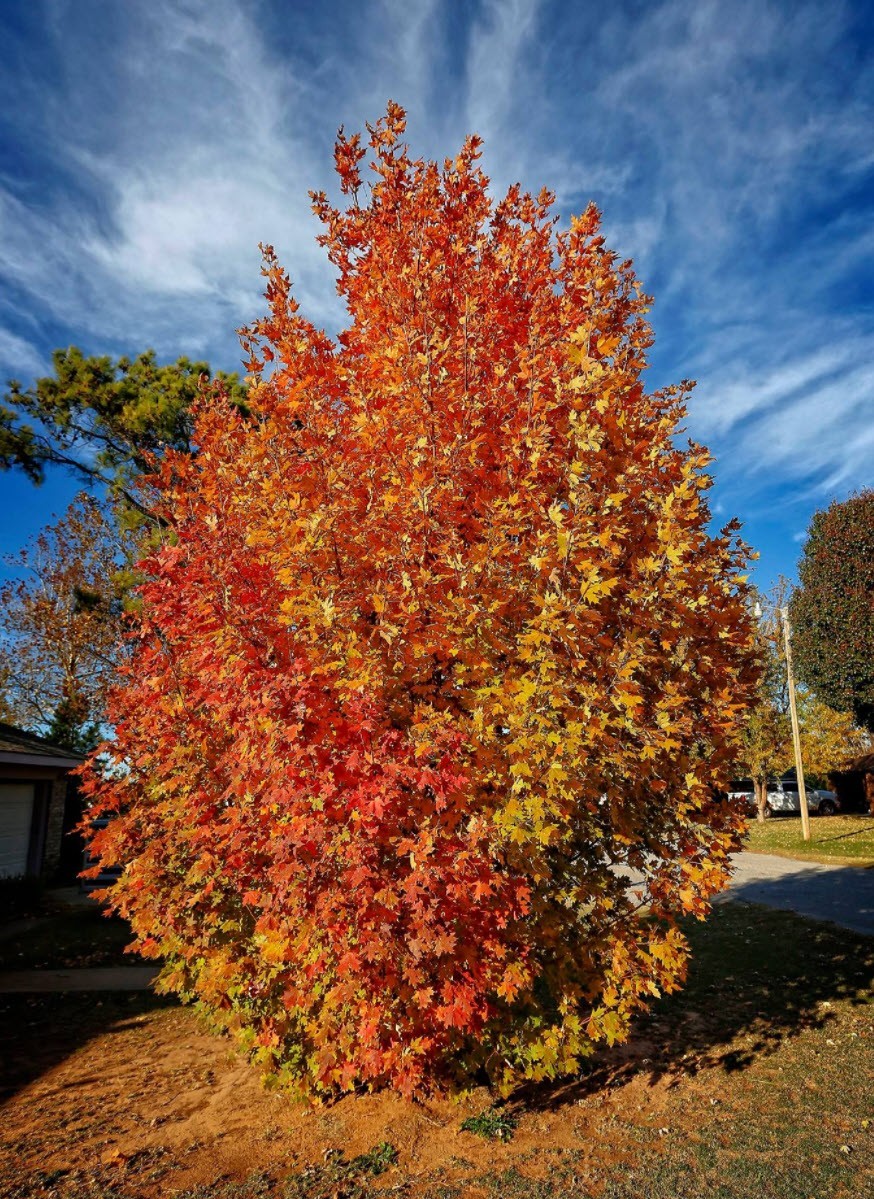 Northern Sugar Maple Tree Seeds (Acer saccharum) Fall Color Cold Hardy to Zone 3