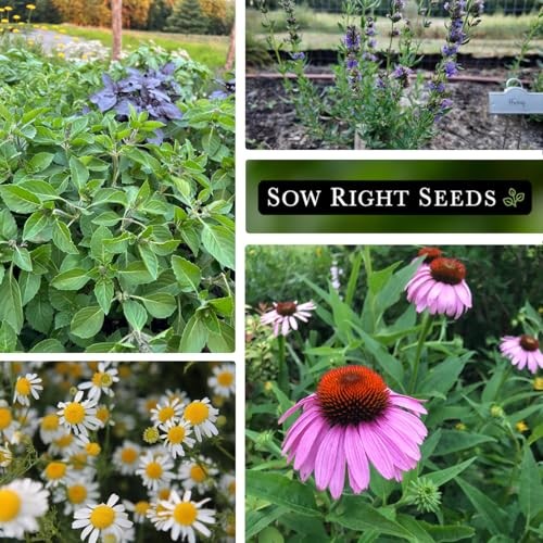– Large Medicinal Herb Seed Collection for Planting – Chamomile, Echinacea,