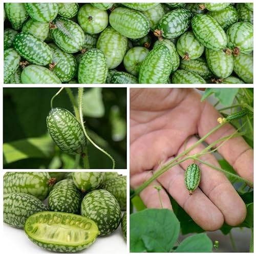 Cucamelon Seeds/Lemon Cucumber Seeds for Planting – Non Cucamelon + Lemon Cuke