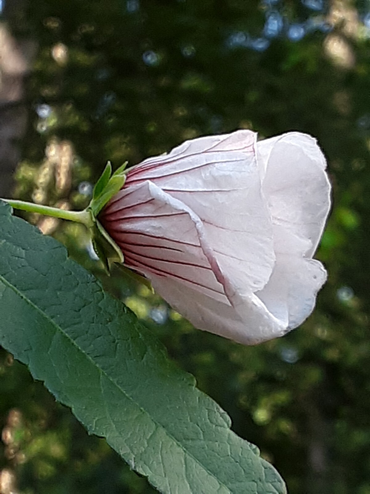 25 Light pink Swamp Rose Mallow Hibiscus Seeds.Medium size Flowers.Maroon Center