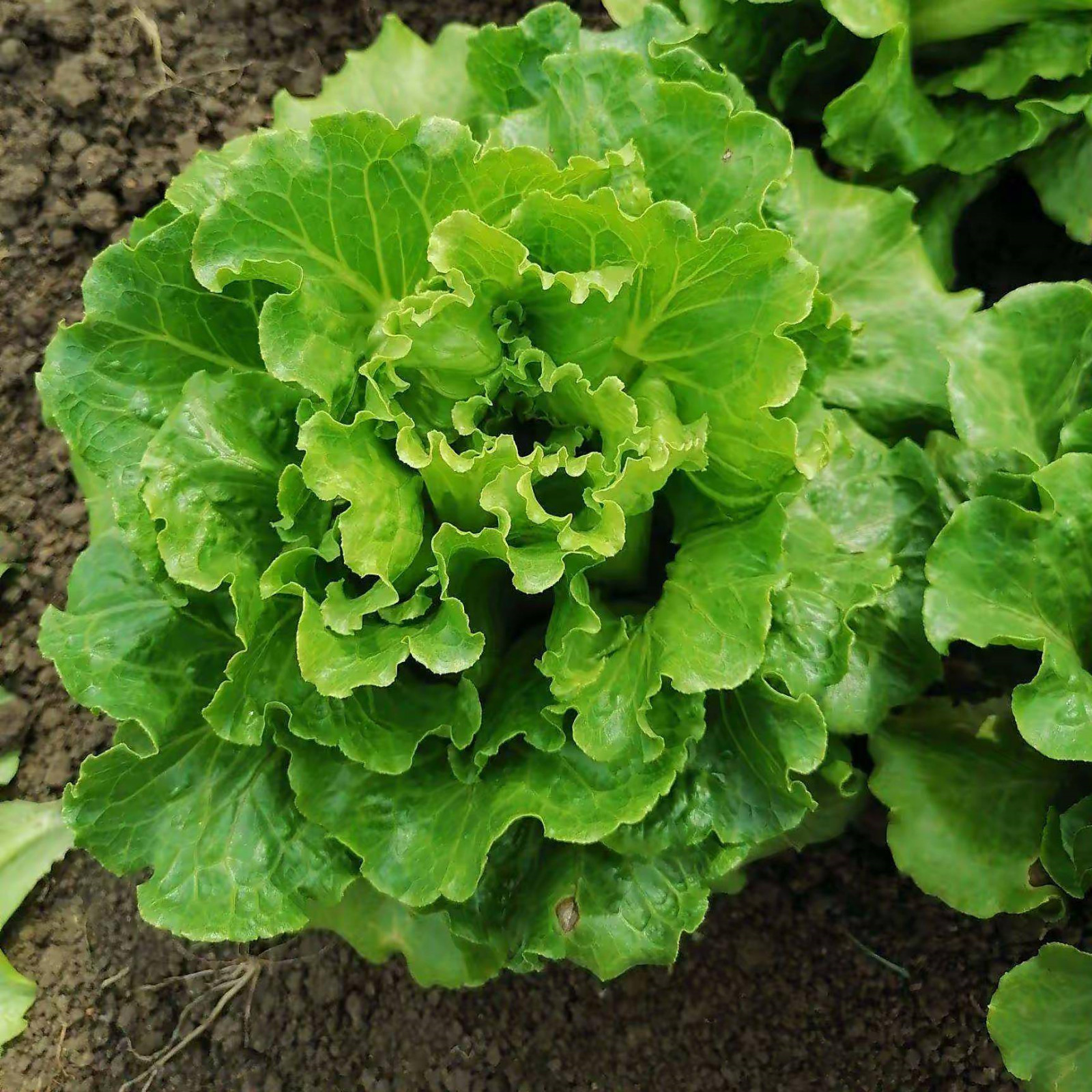 Lettuce -Atlas Shinny