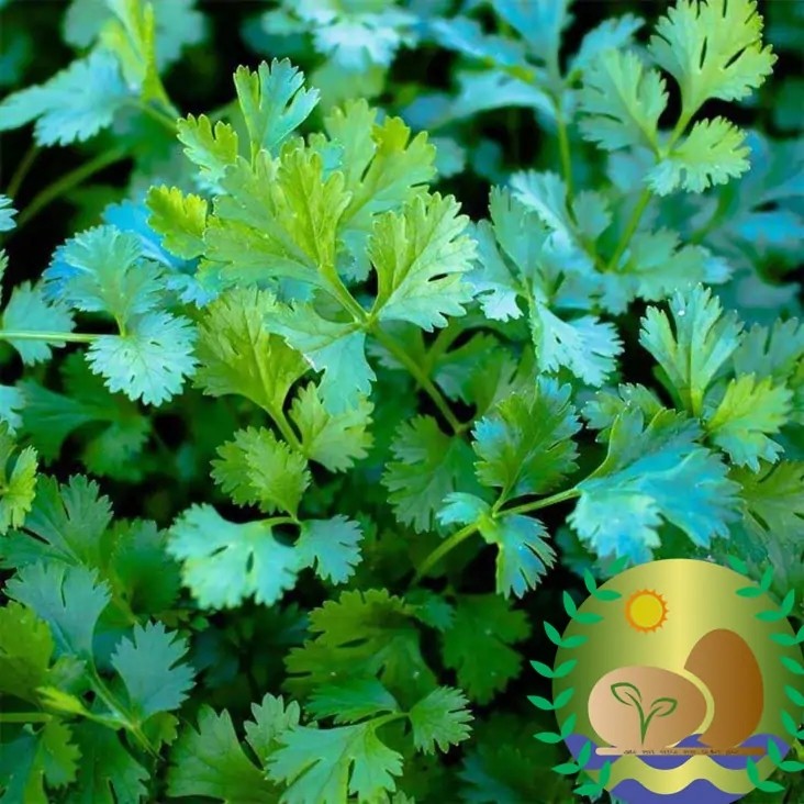 Slow Bolt Cilantro Seeds | NON-GMO | Heirloom | FREE SHIPPING