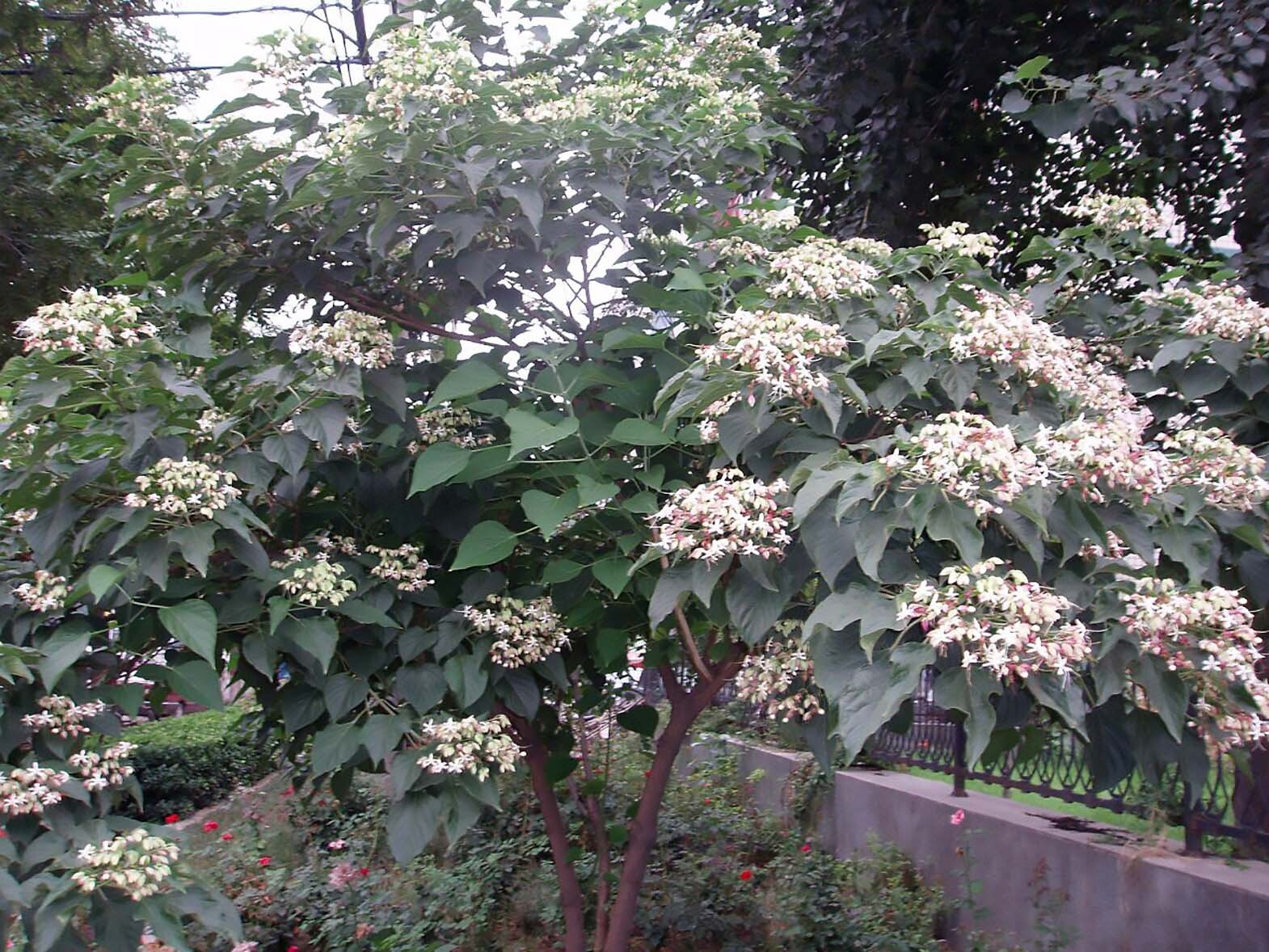 Harlequin Glorybower, Clerodendron trichotomum, Tree Seeds