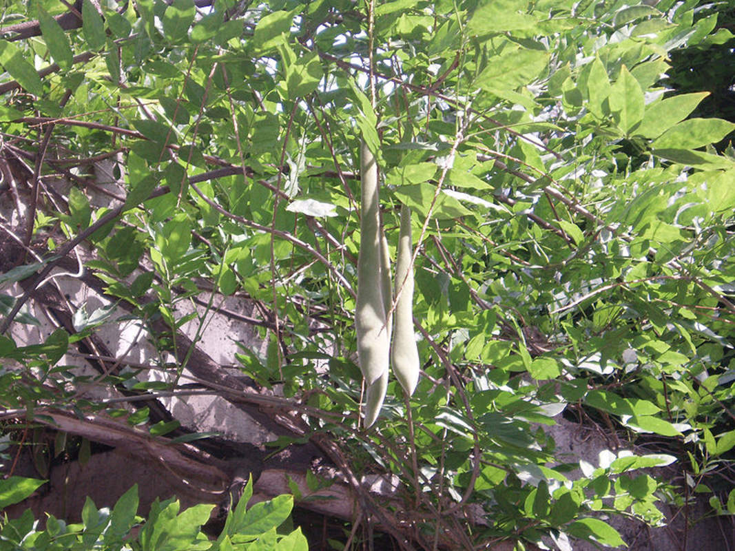 1-1000 PCS White Chinese Wisteria Tree Seeds Sinensis Alba White Flower 0171