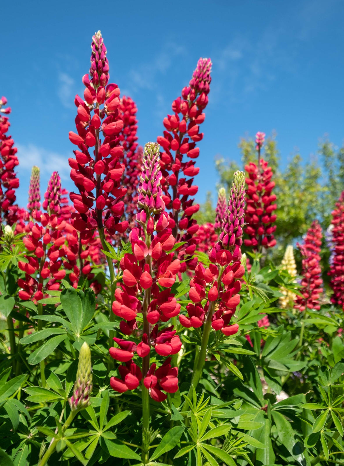 25 RED LUPINE ‘MY CASTLE’ Lupinus Polyphyllus Scarlet Russell Lupin Flower Seeds