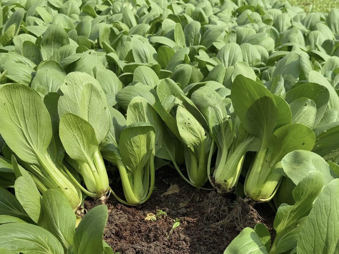 3000+ Premium Bok Choy Seeds – Cải Thìa – Pak Choi – Chinese Cabbage– NonGMO,…