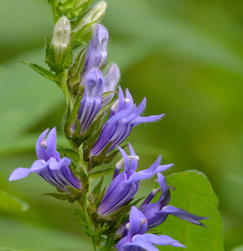 GIANT BLUE LOBELIA 243 SEEDS, LOBELIA SIPHILITICA HARDY, EZ TO GROW, USA SELLER