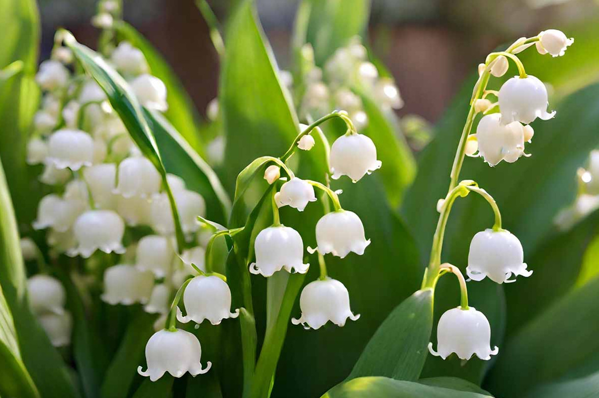 Lily of the Valley – 10 Fresh Roots – Ready for Planting – No Shipping AK,HI, PR