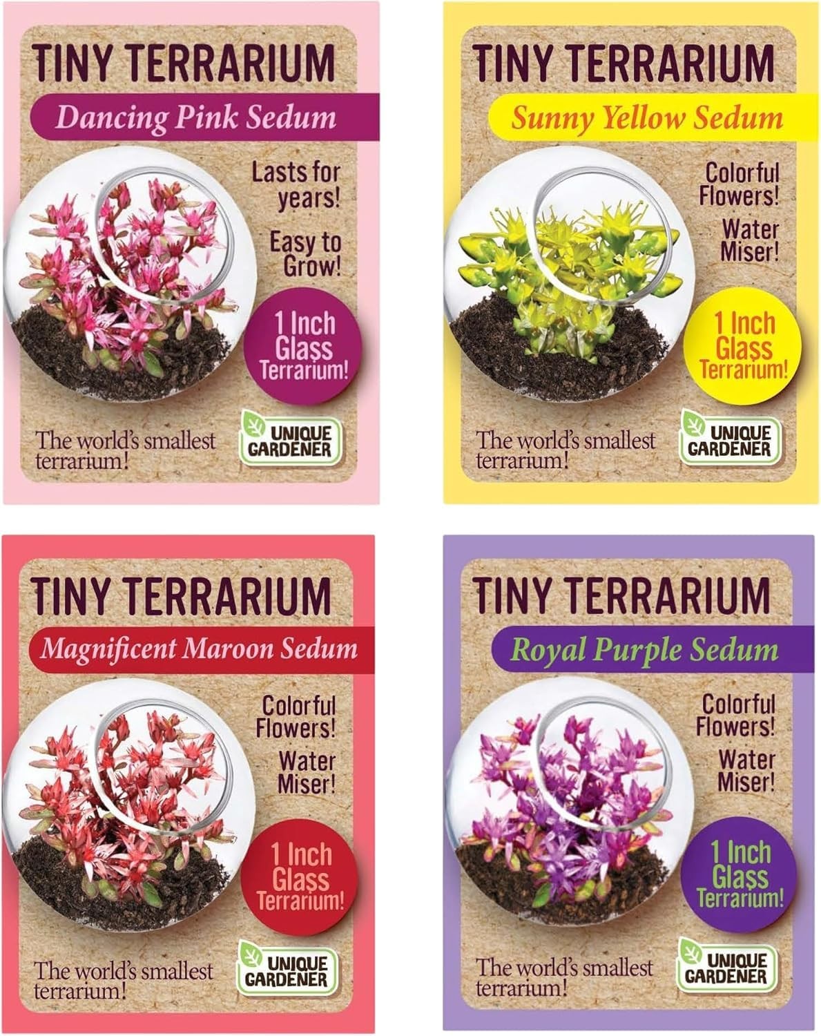 Tiny Terrarium Plant Seeds 4 Variety Pack, DIY Indoor Succulents and Live Pla…
