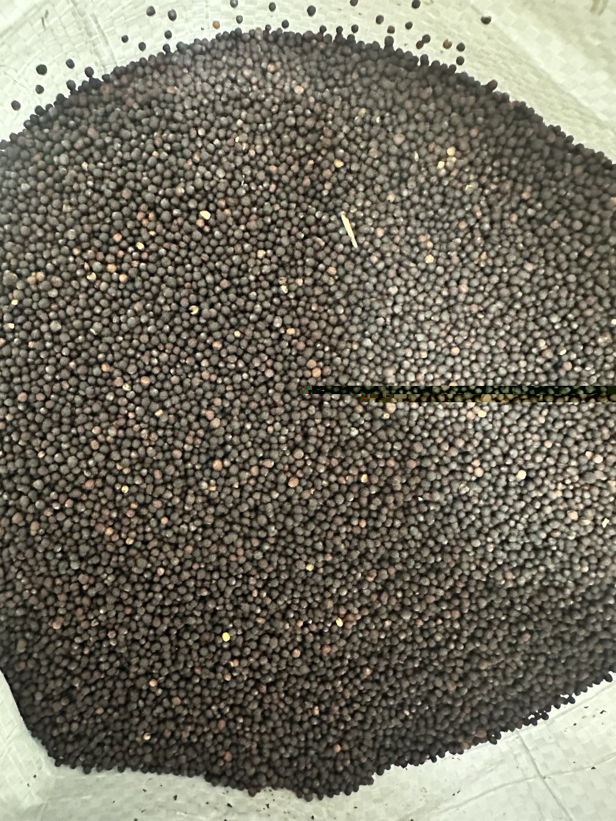 5 LBS Trophy Rapeseed FOOD PLOT SEED, Deer, Turkey, Wildlife