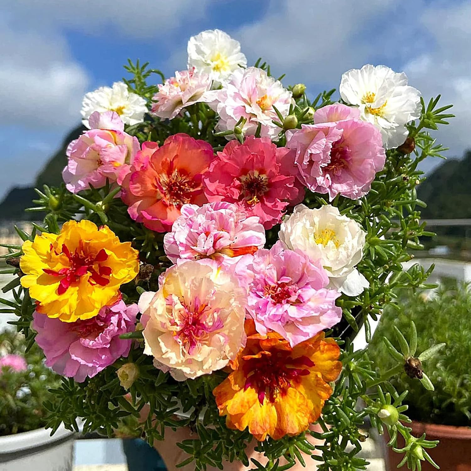 Moss Rose Seeds, 10,000+ Bulk Flower Seeds for Planting Outdoors(99% Pure Live,
