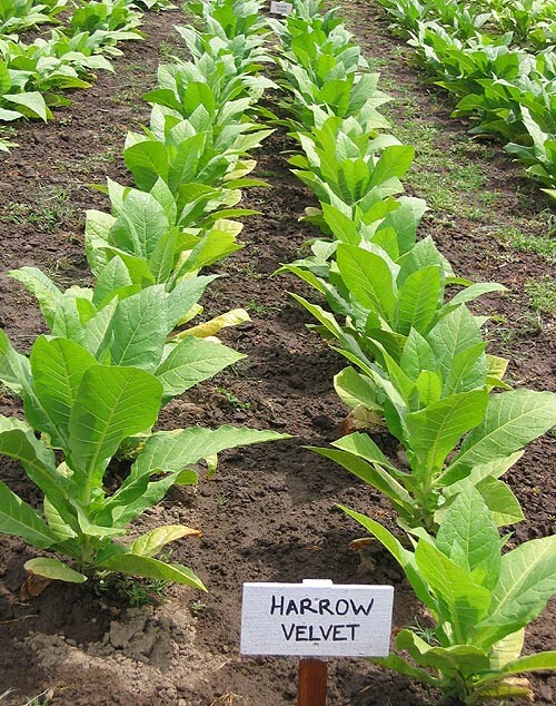 1000 Harrow Velvet Tobacco Seeds ~ Heirloom ~ Medium Flavor ~ Burley