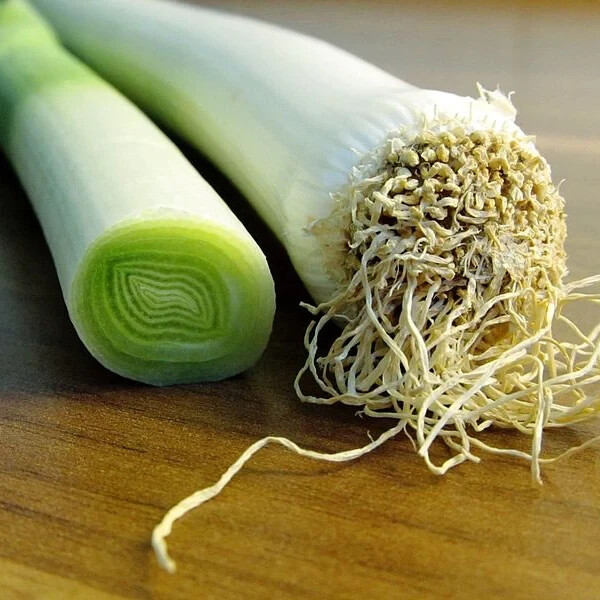 500 Big Giant Leek Seeds, NON-GMO, HEIRLOOM USA SELLER