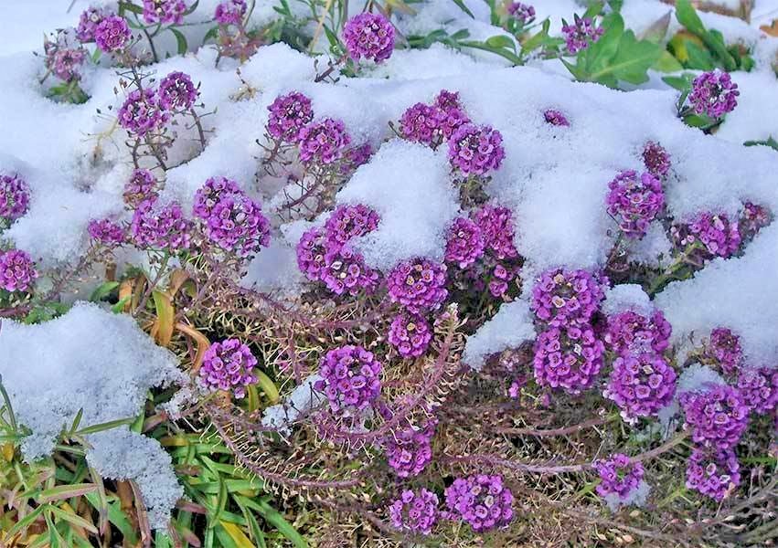 1001+ROYAL CARPET SWEET ALYSSUM Flower Seeds Drought Heat Groundcover Baskets