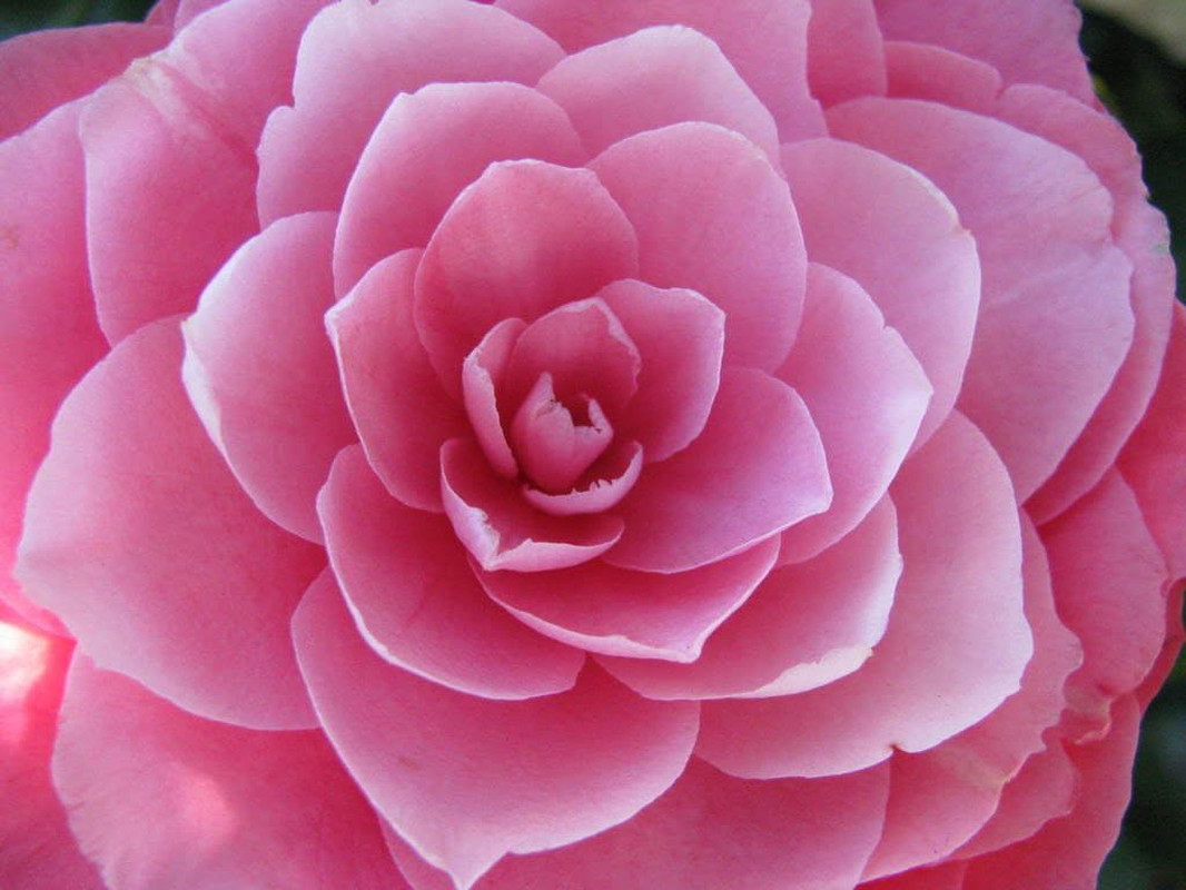 100 Mixed Colors Double Camellia Impatiens (Balsam/Lady Slipper/Touch Me Not) Im