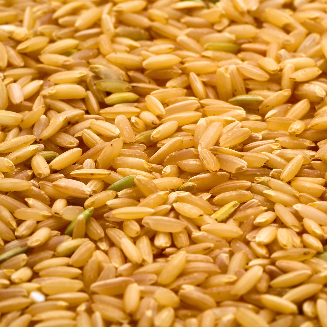 Fresh Yukihikari Rice Plant Seeds | Brown Rice | Heirloom Non-GMO | Grain Seeds