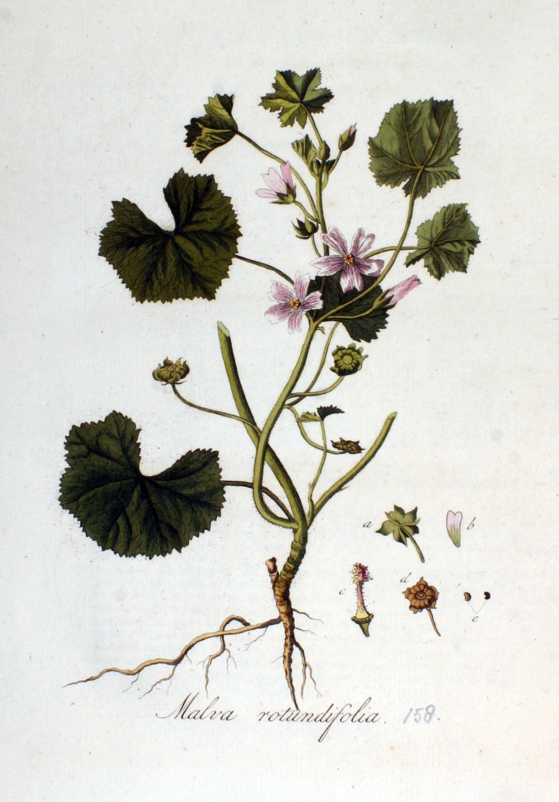 100+ Malva Rotundifolia Seeds – Roundleaf Mallow Wildflower Seeds