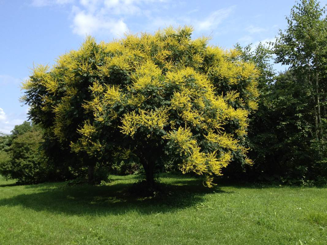 1-1000 PCS Golden Rain Tree Seeds Pride India Varnish Koelreuteria Flower 0138