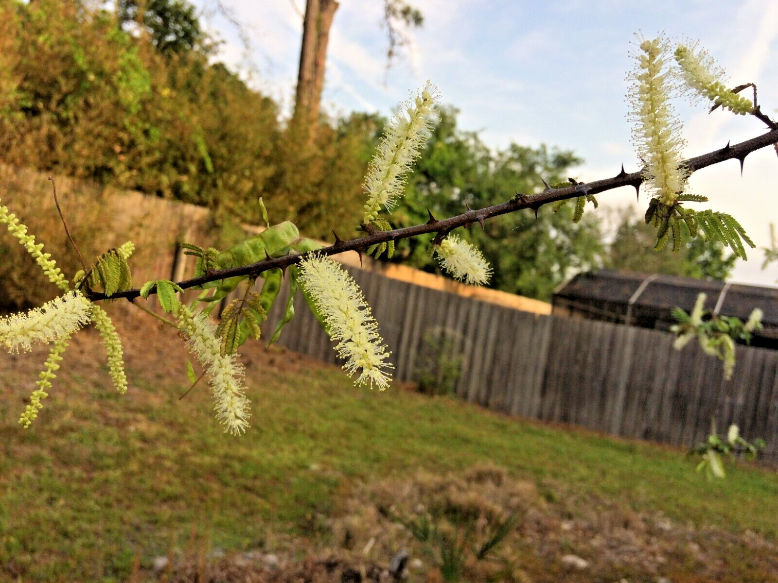 Mimosa Tenuiflora Seeds (not in pods) – 20 Seeds – 2024 Season