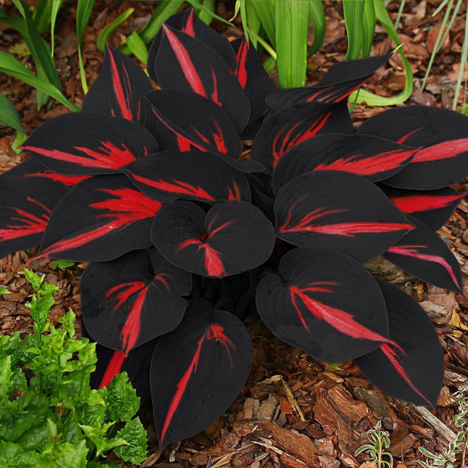 318+ Hosta Seeds – Rare Perennial Plants with Unique Foliage for Shaded Garde…