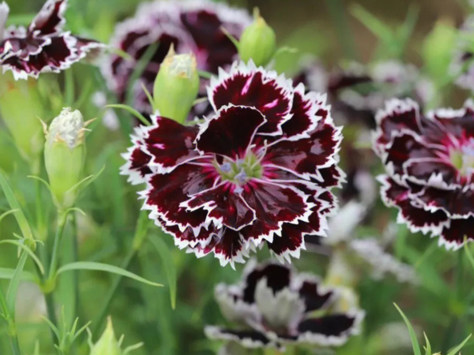 30 Seeds| China Pink ‘Black Velvet and Lace Carnations – Dianthus Flowers Seeds