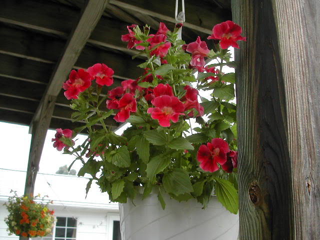 100 Twinkle RED MONKEY FLOWER Mimulus Seeds *Flat S/H