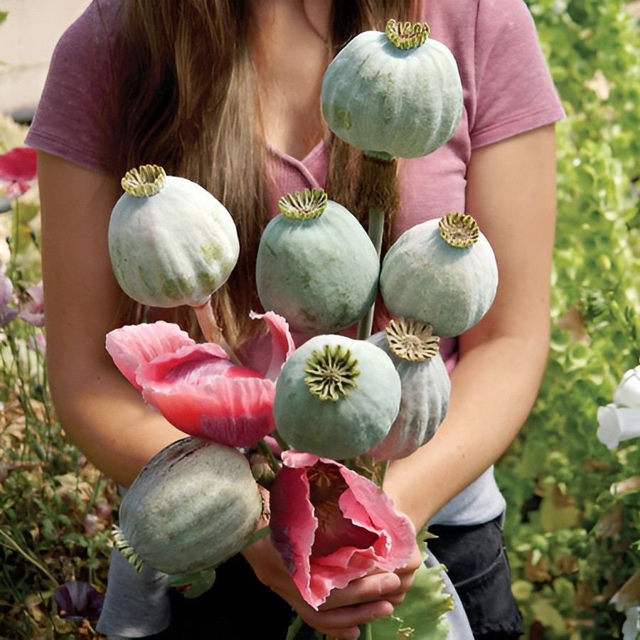 1,000 Qis Bowling Ball Poppy Seeds – The Largest P. Somniferum Poppy Fresh Seeds