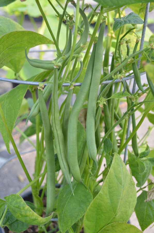 Beans, Jade Bush Beans, 1/2 Pound Non-Gmo, Heirloom, Organic, Amish Seeds.
