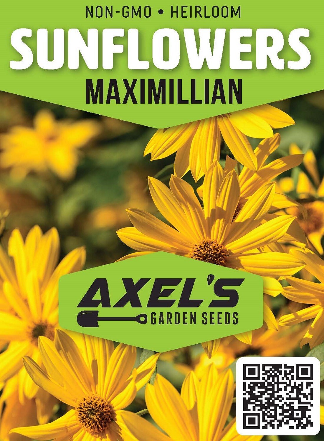 Sunflower MAXIMILIAN Perennial Flowers Butterflies Finches USA Non-GMO 500 Seeds