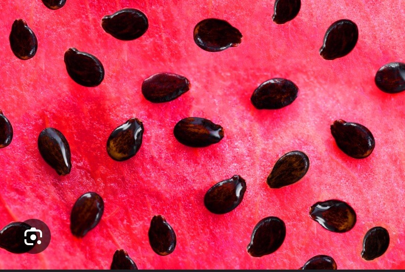 All Sweet Watermelon Seeds | Non-GMO | Free Shipping | 30 Count Seeds