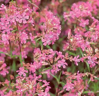 Lychnis viscaria Atropurpurea 2,000 seeds