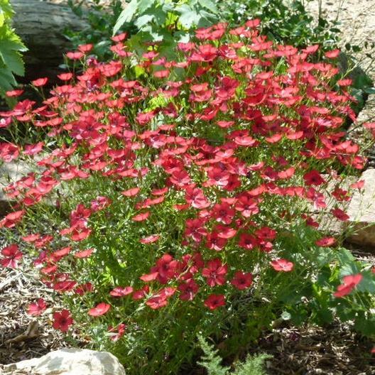 Flax SCARLET / RED Annual Wildflower Pollinators Partial Shade Non-GMO 500 Seeds