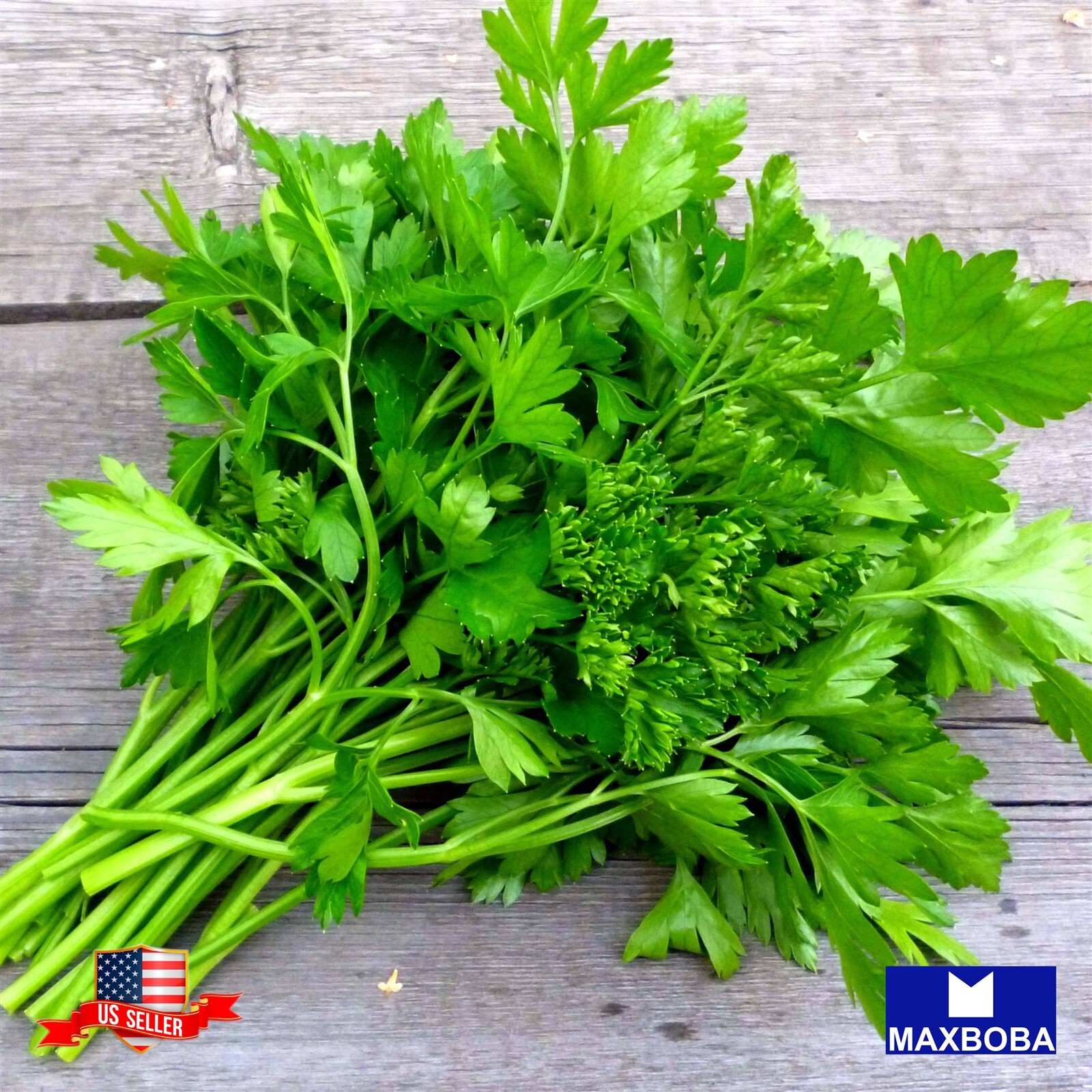 Parsley Seeds Giant Italian Organic Non-GMO Heirloom Garden Vegetable / Fresh