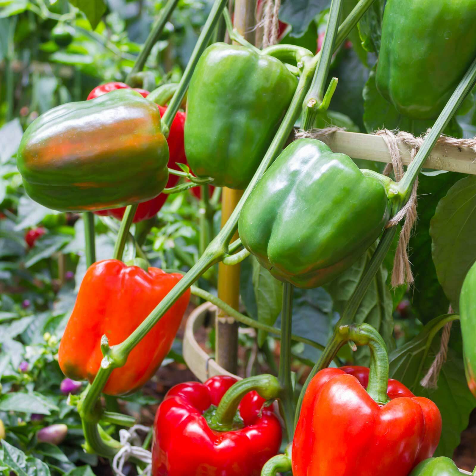 Keystone Giant Red Bell Pepper Extra Large size HEIRLOOM 30+ seeds 100% Organic