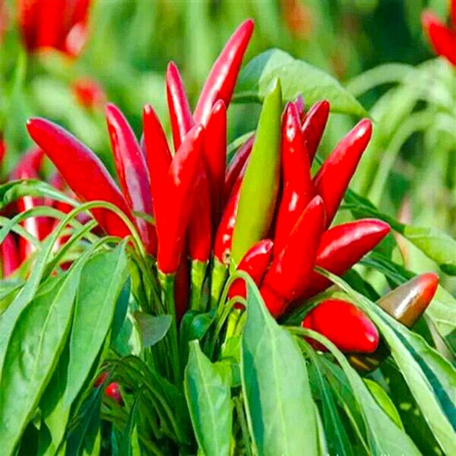 THAI HOT PEPPER Bird CHILI SEEDS 50+ VERY FRESH Non-GMO Capsicum frutescens FAST