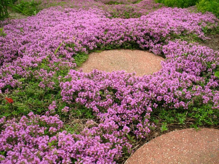 10,000 Creeping THYME Herb Thymus Serpyllum Groundcover Heirloom Flower Seeds 2g