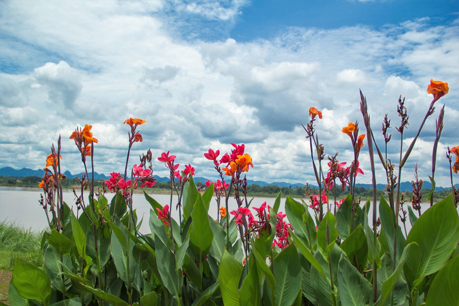 5 MIXED CANNA LILY Generalis Mix Colors Red Yellow Hummingbird Flower Seeds