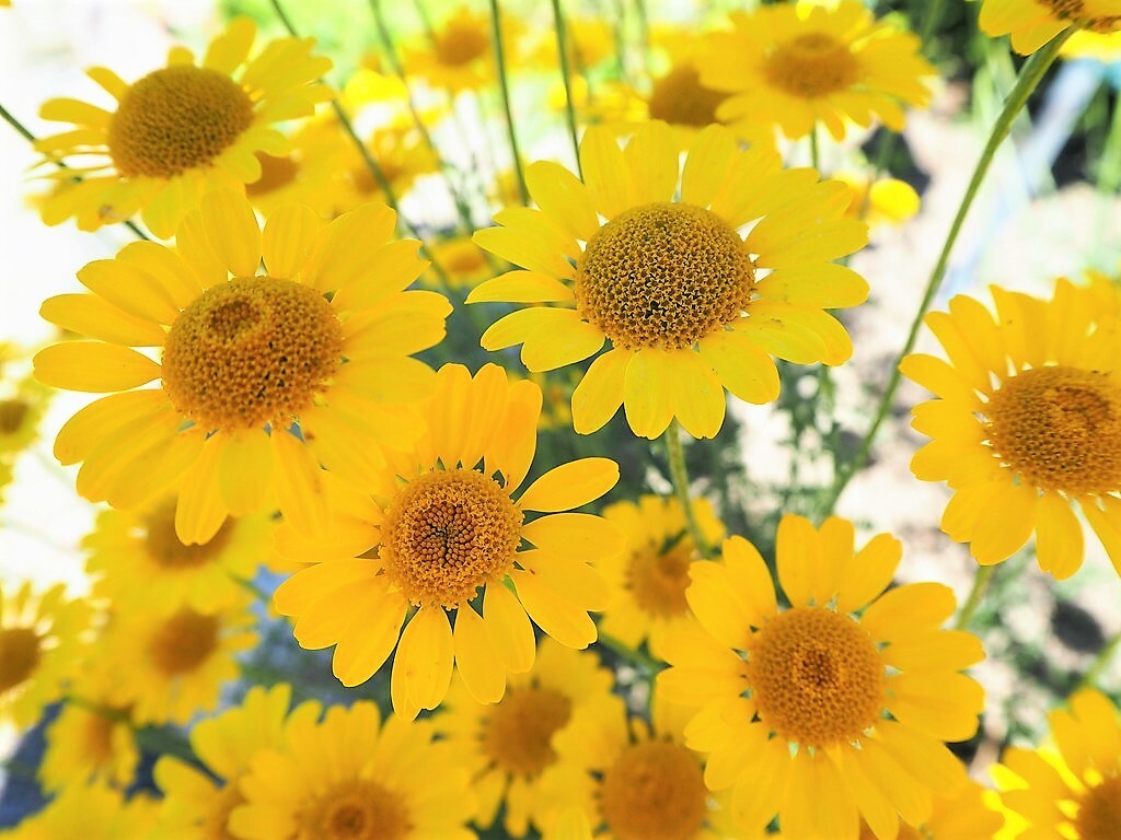 250 GOLDEN MARGUERITE DAISY Yellow Chamomile Anthemis Tinctoria Flower Seeds
