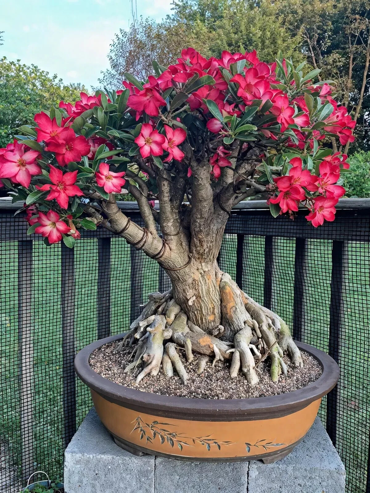15 Mixed Color Adenium Obesum Bonsai Seeds – Vibrant Desert Rose Blooms