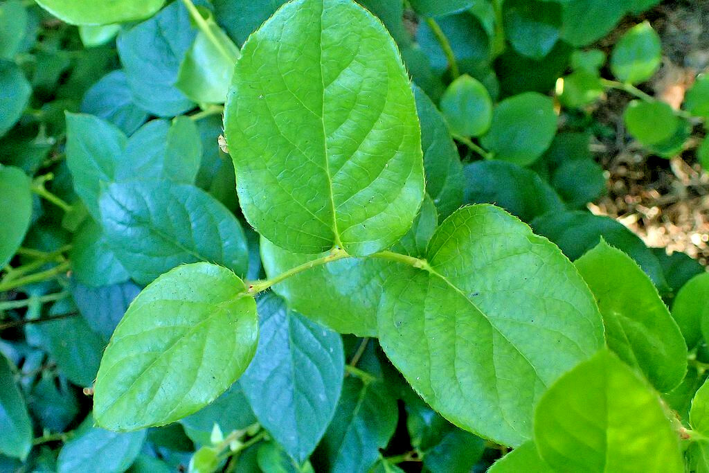 SALAL 1001 SEEDS SHALON, GAULTHERIA, HARDY EVERGREEN SHRUB, EDIBLE BERRIES, BULK