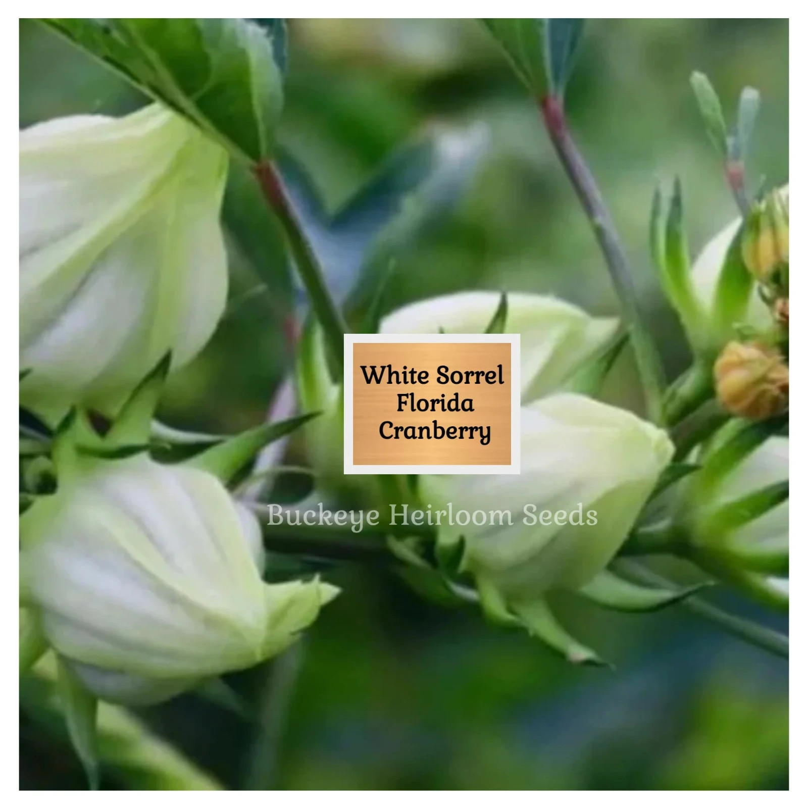 ‘White’ Roselle Seeds | 25 Seeds | Florida Cranberry | Hibiscus sabdariffa Seeds