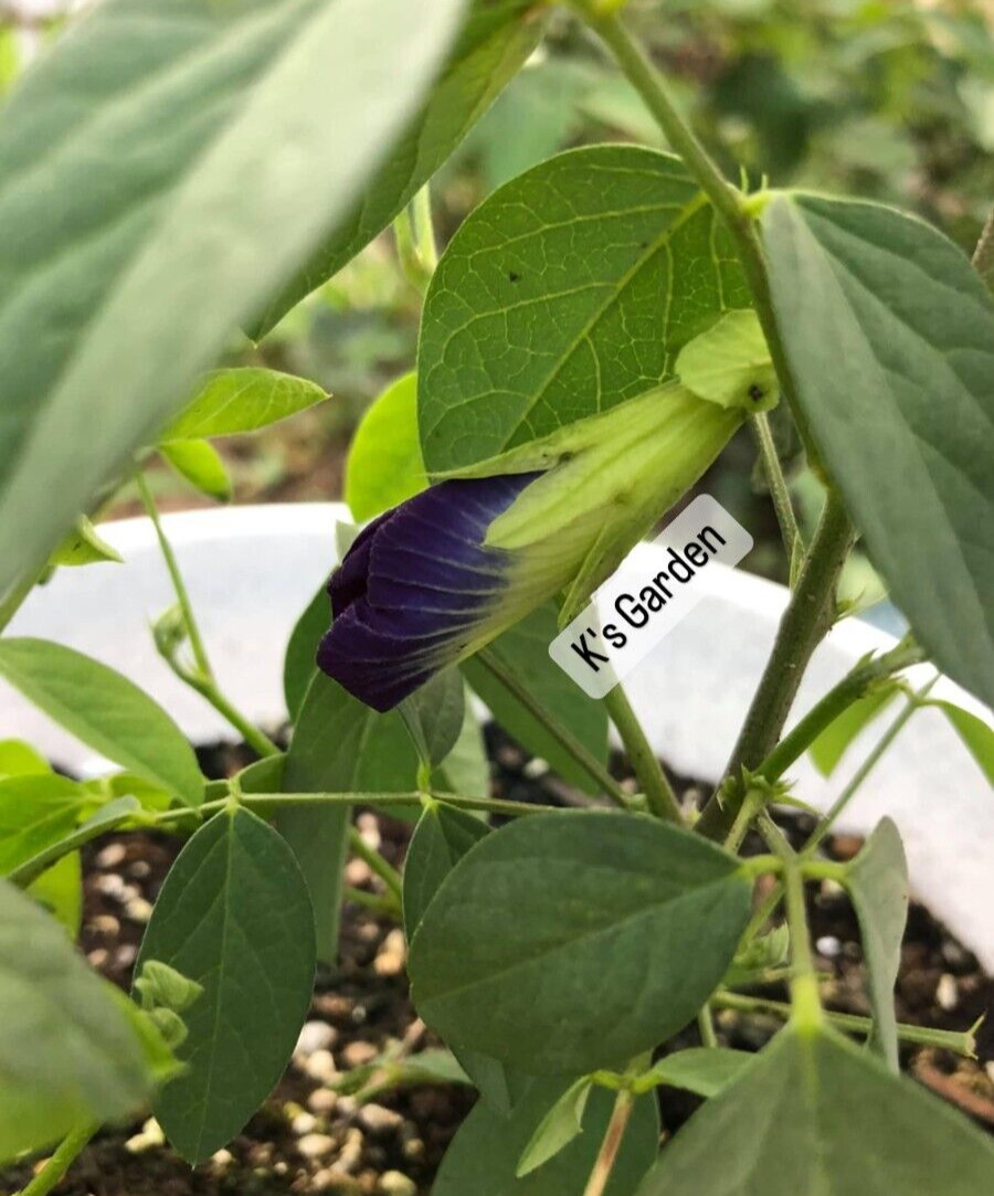 BLUE BUTTERFLY PEA, CLITORIA TERNATEA SEEDS, HẠT ĐẬU BIẾC (10 pcs)