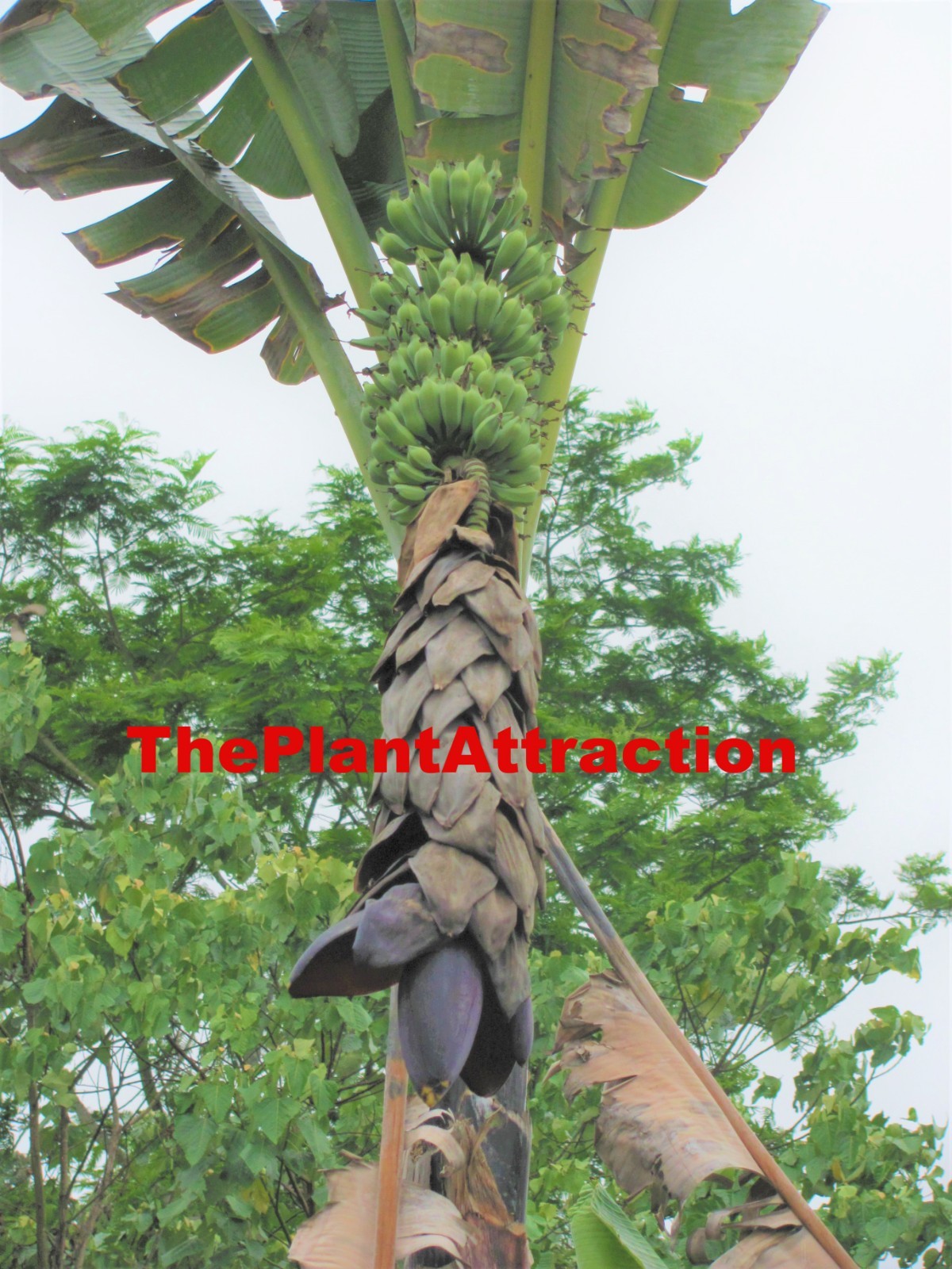 Musa Balbisiana Gigantea 10 Seeds, Bhimkol Wild Cultivar India Banana Fruit