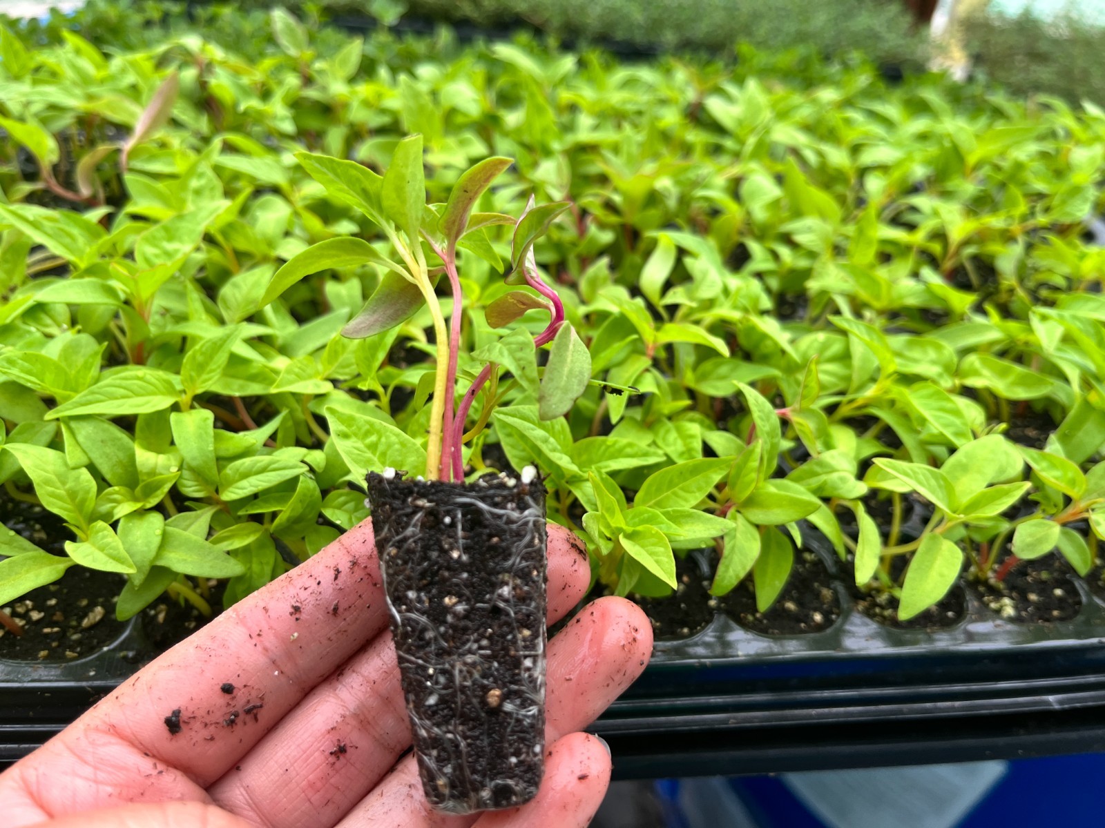 Celosia ‘Supercrest Mix’ Live Plant – Well-rooted Plug Ready to Grow