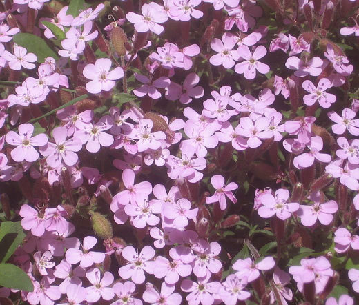 ROCK SOAPWORT PINK Saponaria Ocymoides – 2,500 Bulk Seeds