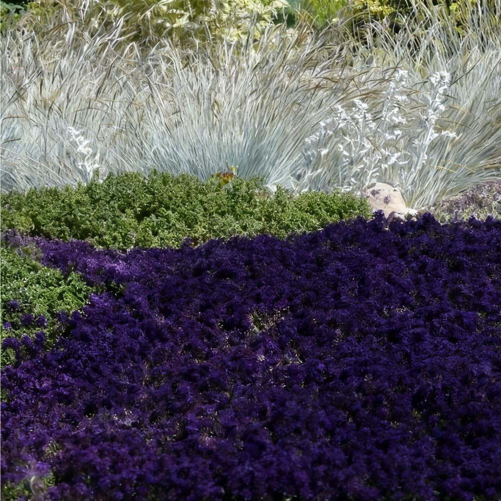 20000 Purple Creeping Thyme Seeds for Planting Outdoor,Creeping Phlox Ground Cov